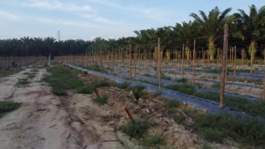 bamboo poles tied with fine metal wire string for creeping vine plant farming.
