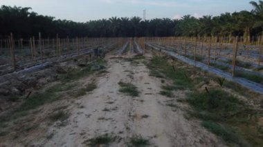 bamboo poles tied with fine metal wire string for creeping vine plant farming.