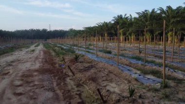 bamboo poles tied with fine metal wire string for creeping vine plant farming.