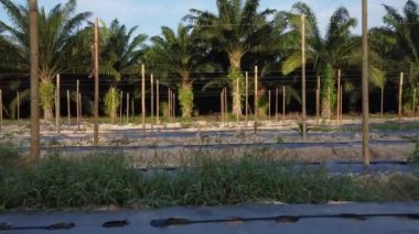 bamboo poles tied with fine metal wire string for creeping vine plant farming.