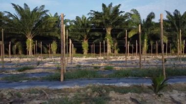 bamboo poles tied with fine metal wire string for creeping vine plant farming.