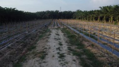 bamboo poles tied with fine metal wire string for creeping vine plant farming.
