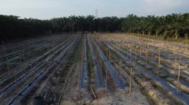bamboo poles tied with fine metal wire string for creeping vine plant farming.