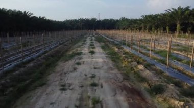 bamboo poles tied with fine metal wire string for creeping vine plant farming.