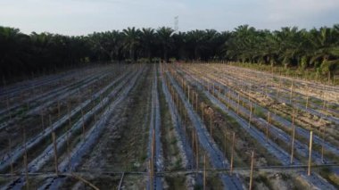 bamboo poles tied with fine metal wire string for creeping vine plant farming.