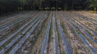 bamboo poles tied with fine metal wire string for creeping vine plant farming.