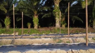 bamboo poles tied with fine metal wire string for creeping vine plant farming.