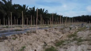bamboo poles tied with fine metal wire string for creeping vine plant farming.