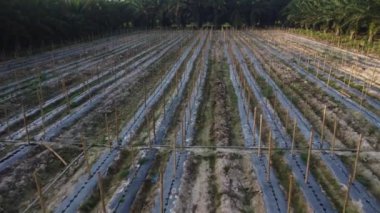bamboo poles tied with fine metal wire string for creeping vine plant farming.