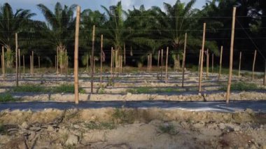 bamboo poles tied with fine metal wire string for creeping vine plant farming.