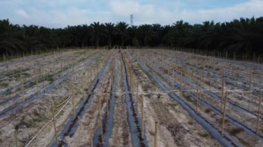 bamboo poles tied with fine metal wire string for creeping vine plant farming.