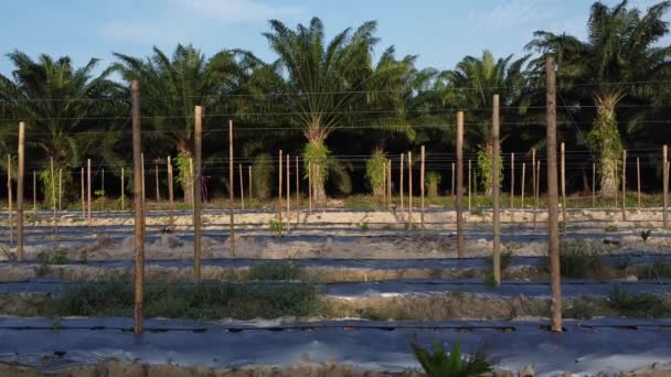 Bamboo Poles Tied Fine Metal Wire String Creeping Vine Plant — Vídeo de stock