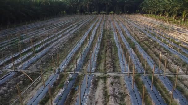 Bamboo Poles Tied Fine Metal Wire String Creeping Vine Plant — Stock videók