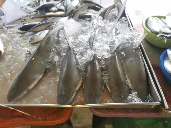 Dead Baby Shark Fishes Display Sale —  Fotos de Stock