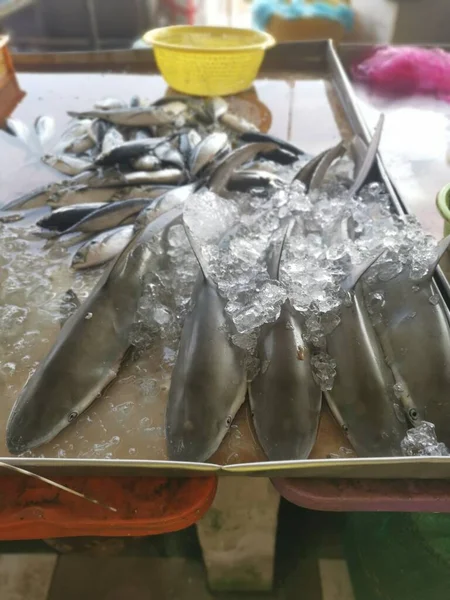 Dead Baby Shark Fishes Display Sale — Stock fotografie