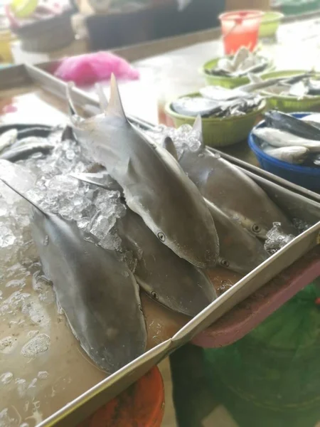 Мертві Риби Акули Виставці Продажу — стокове фото