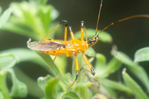 Close Shot Cosmolestes Picticeps Bug — 스톡 사진