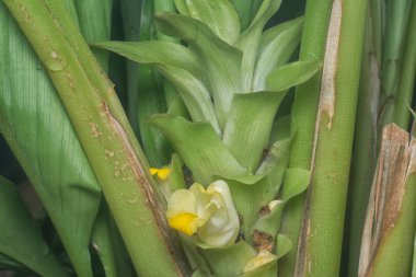 Sapından filizlenen beyaz zerdeçal çiçeği.