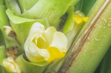 Sapından filizlenen beyaz zerdeçal çiçeği.