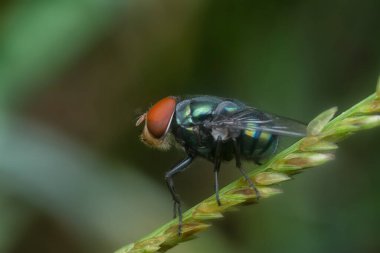 close shot of the bluebottle fly