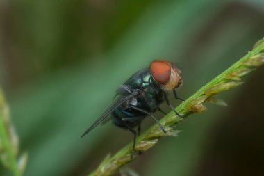 close shot of the bluebottle fly
