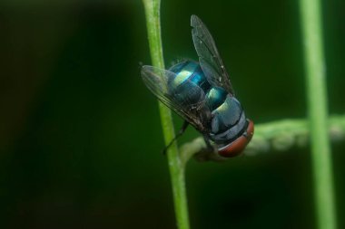 close shot of the bluebottle fly