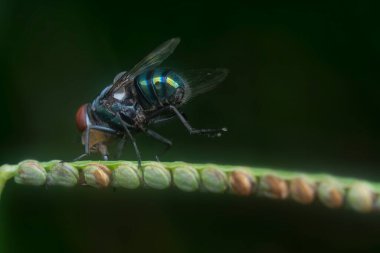 close shot of the bluebottle fly