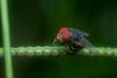 close shot of the bluebottle fly