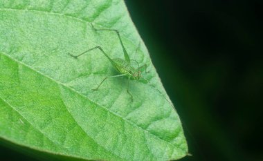 close shot of the striped bush cricket