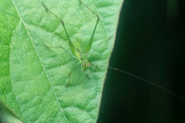 close shot of the striped bush cricket