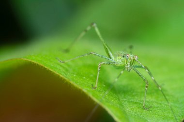 close shot of the striped bush cricket