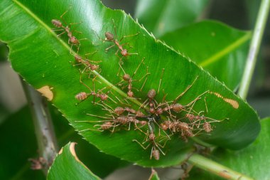 close shot of the leafcutter ants' nest.