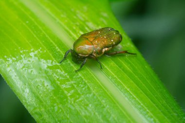 close shot of the glycyphana stolata beetle.