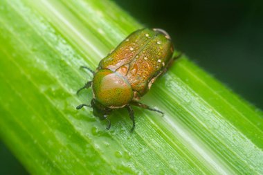 close shot of the glycyphana stolata beetle.