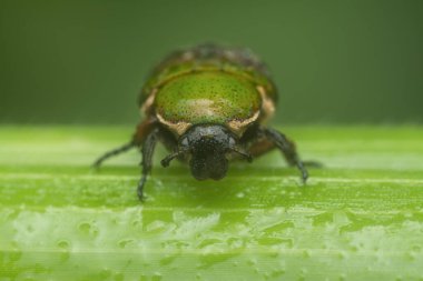 close shot of the glycyphana stolata beetle.