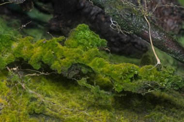 wild mossy growth in the plantation