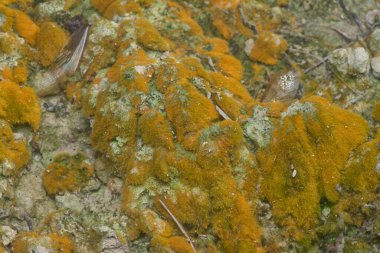 wild mossy growth in the plantation