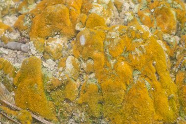 wild mossy growth in the plantation