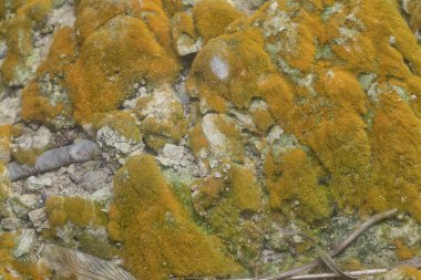 wild mossy growth in the plantation