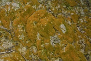 wild mossy growth in the plantation