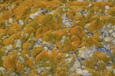 wild mossy growth in the plantation