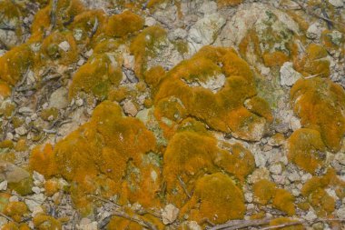 wild mossy growth in the plantation