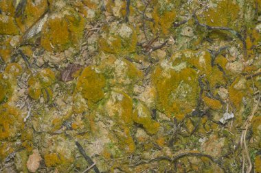 wild mossy growth in the plantation