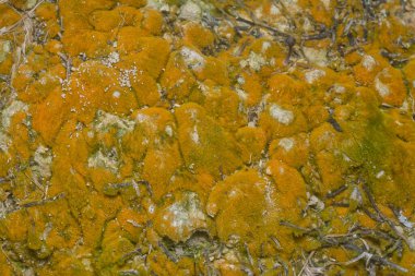 wild mossy growth in the plantation