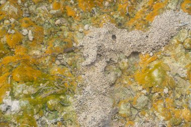 wild mossy growth in the plantation