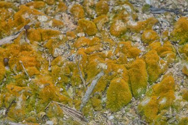 wild mossy growth in the plantation