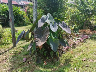 bunch colocasia esculenta growing on the ground