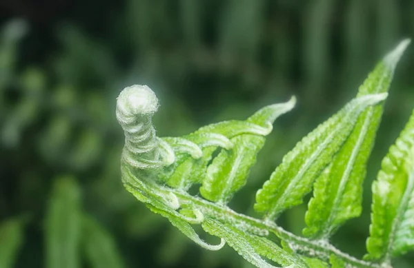 Close Shot Fiddlehead Fern Shoot — ストック写真