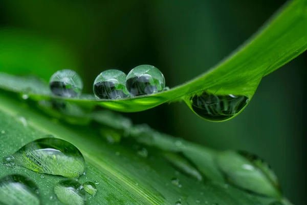 Close Shot Water Droplets Hanging Grass — 스톡 사진