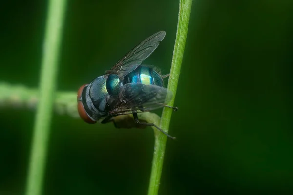 Close Shot Bluebottle Fly — Stockfoto